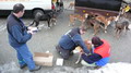 Veterinární prohlídka
