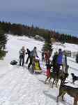 AlaskanDogs.cz