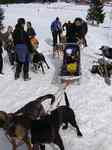 AlaskanDogs.cz