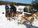 AlaskanDogs.cz