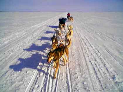 Špičkový musher.